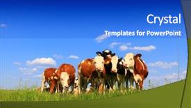  Presentation with farming - Amazing slide deck having urban farming - calves on the field backdrop and a cobalt blue colored foreground