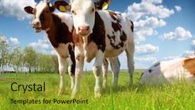  Presentation with farming - Slide set enhanced with urban farming - calves on the field background and a gold colored foreground