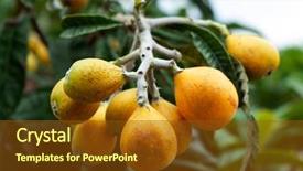  Presentation with bunch - Audience pleasing PPT theme consisting of urban farming - closeup of bunch of loquats backdrop and a tawny brown colored foreground