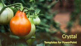  Presentation with urban green - Presentation design having urban farming - closeup of some green tomatoes background and a tawny brown colored foreground