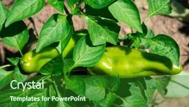  Presentation with peppers - Presentation theme enhanced with urban farming - closeup of some sweet italian background and a forest green colored foreground