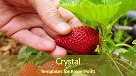  Presentation with young plant - PPT theme consisting of urban farming - closeup of the hand background and a tawny brown colored foreground