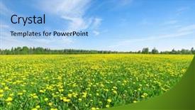  Presentation with blue yellow - Theme featuring urban farming - yellow flowers field under blue background and a light blue colored foreground