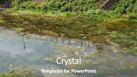  Presentation with stand - Presentation theme featuring urban floods - white egret stand background and a gray colored foreground