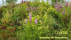  Presentation with urban neighborhood plans - Presentation theme consisting of urban-garden-with-nice-plants background and a  colored foreground