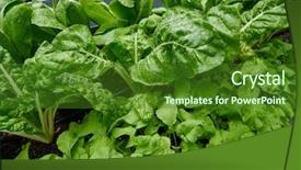  Presentation with rain - Amazing slide deck having urban homestead with lettuces backdrop and a forest green colored foreground