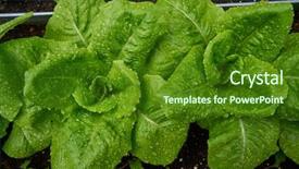  Presentation with rain - Slide deck with urban homestead with lettuces background and a forest green colored foreground