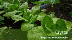  Presentation with rain - PPT layouts having urban homestead with lettuces background and a forest green colored foreground
