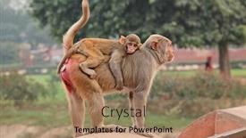  Presentation with india fort - Slides enhanced with urban-rhesus-macaque-monkeys-macaca background and a coral colored foreground