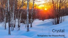  Presentation with forest winter - Audience pleasing slide set consisting of urban tree - red sunset in frozen winter backdrop and a light blue colored foreground