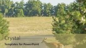  Presentation with deer - Cool new PPT layouts with urbanized-white-tailed-deer-fawns backdrop and a yellow colored foreground