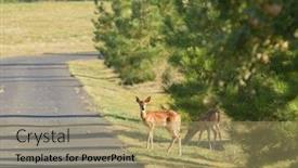  Presentation with deer - Amazing PPT theme having urbanized white-tailed deer fawns odocoileus viginianus backdrop and a coral colored foreground