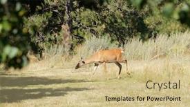  Presentation with deer - Cool new PPT theme with urbanized-white-tailed-deer-odocoileus backdrop and a soft green colored foreground
