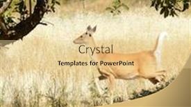  Presentation with deer - Slide set enhanced with urbanized-white-tailed-deer-odocoileus background and a blonde colored foreground