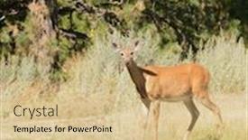  Presentation with deer - Beautiful slide set featuring urbanized-white-tailed-deer-odocoileus backdrop and a coral colored foreground