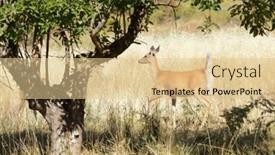  Presentation with deer - Colorful presentation theme enhanced with urbanized-white-tailed-deer-odocoileus backdrop and a lemonade colored foreground