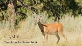  Presentation with deer - Amazing slide set having urbanized-white-tailed-deer-odocoileus backdrop and a coral colored foreground