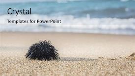  Presentation with coast line - Amazing slide set having urchin at the coast line the calm sea at the background backdrop and a light blue colored foreground