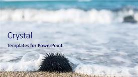  Presentation with coast line - Amazing PPT layouts having urchin at the coast line the calm sea at the background backdrop and a sky blue colored foreground