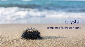  Presentation with coast line - Audience pleasing theme consisting of urchin at the coast line the calm sea at the background backdrop and a lemonade colored foreground