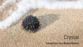  Presentation with coast line - Slide set enhanced with urchin at the coast line background and a  colored foreground
