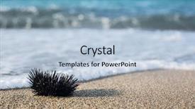  Presentation with coast line - Presentation theme with urchin at the coast line the calm sea at the background background and a light blue colored foreground