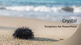  Presentation with coast line - PPT theme with urchin at the coast line the calm sea at the background background and a soft green colored foreground