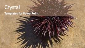  Presentation with coast line - Presentation theme featuring urchin at the coast line background and a coral colored foreground