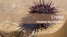  Presentation with coast line - Presentation theme having urchin at the coast line background and a coral colored foreground