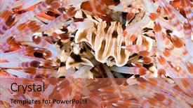  Presentation with white sea urchin - PPT layouts with urchin crab zebrida adamsii living background and a red colored foreground