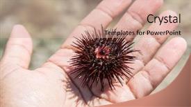  Presentation with hand up - Audience pleasing PPT layouts consisting of urchin on the male hand backdrop and a  colored foreground