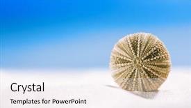  Presentation with white sea urchin - Colorful presentation theme enhanced with urchin shell starfish with ocean backdrop and a sky blue colored foreground