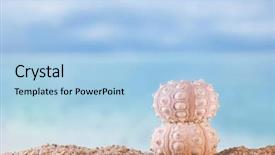  Presentation with starfish - PPT layouts with urchin starfish on white ocean background and a light blue colored foreground