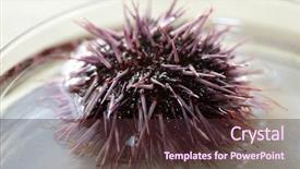  Presentation with nature purple - Amazing PPT theme having urchins in a marine biology backdrop and a tawny brown colored foreground