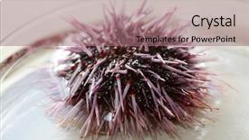  Presentation with nature purple - PPT theme with urchins in a marine biology background and a coral colored foreground