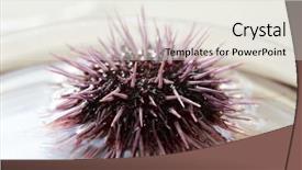  Presentation with nature purple - Colorful slides enhanced with urchins in a marine biology backdrop and a sky blue colored foreground