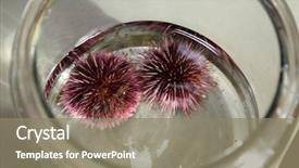  Presentation with nature purple - Audience pleasing PPT theme consisting of urchins in a marine biology backdrop and a gray colored foreground