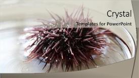  Presentation with nature purple - Slides featuring urchins in a marine biology background and a light gray colored foreground
