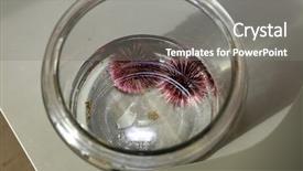  Presentation with nature purple - PPT theme enhanced with urchins in a marine biology background and a gray colored foreground