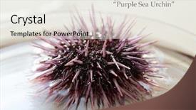 Presentation with nature purple - Theme consisting of urchins in a marine biology background and a white colored foreground