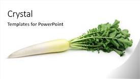  Presentation with true beauty - Amazing slides having vars - fresh harvested true daikon radish backdrop and a white colored foreground