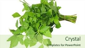  Presentation with celery - Colorful theme enhanced with urinary system - bundle of chinese celery isolated backdrop and a  colored foreground