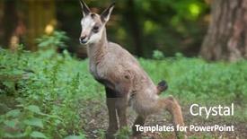  Presentation with safari park beautiful wildlife animal - Cool new presentation with urinating baby - alpine chamois rupicapra rupicapra rupicapra backdrop and a  colored foreground