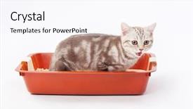  Presentation with kitten - Cool new slide deck with urinating baby - small scottish kitten in red backdrop and a pink colored foreground