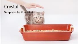  Presentation with next - Slide set featuring urinating baby - small scottish kitten next background and a lemonade colored foreground