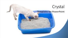  Presentation with ocean litter - Audience pleasing theme consisting of urinating baby - young siamese cat sniffing backdrop and a white colored foreground