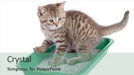  Presentation with urine - Amazing presentation theme having urine - cat sitting in green litter backdrop and a seafoam green colored foreground