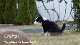  Presentation with old dog - Audience pleasing slide deck consisting of urine dogs - australian shepherd purebred dog backdrop and a gray colored foreground