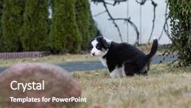  Presentation with old dog - Audience pleasing presentation consisting of urine dogs - australian shepherd purebred dog backdrop and a violet colored foreground