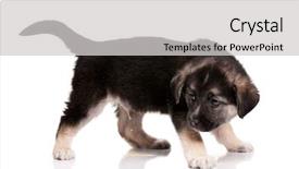  Presentation with urine - Slides featuring urine dogs - cute puppy of 1 5 background and a light gray colored foreground